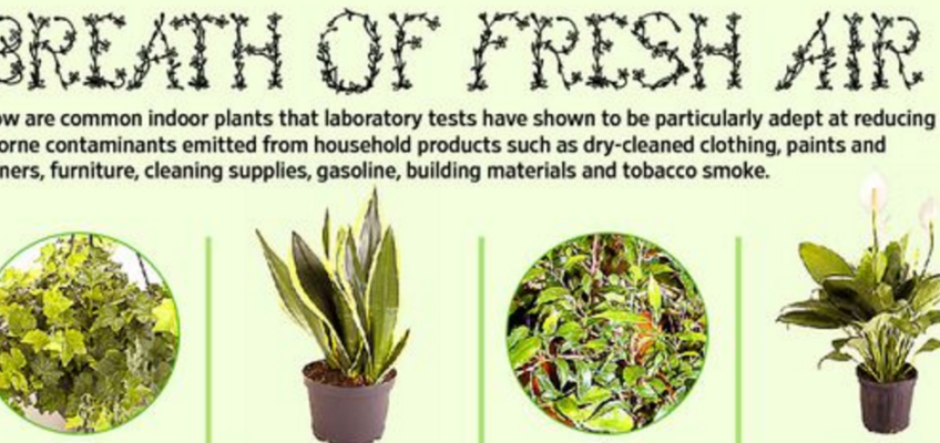 Plants That Purify Your Home
