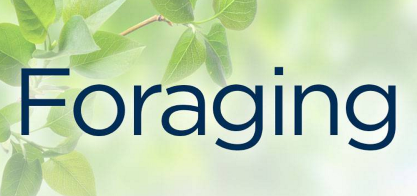Foraging For Beginngers