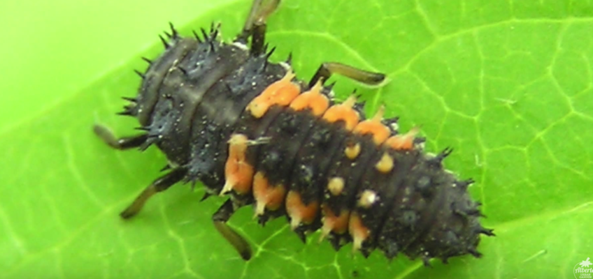 Organic Garden Pest Control