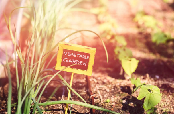 DIY Garden Markers