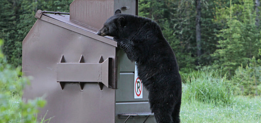Bear Safety Tips