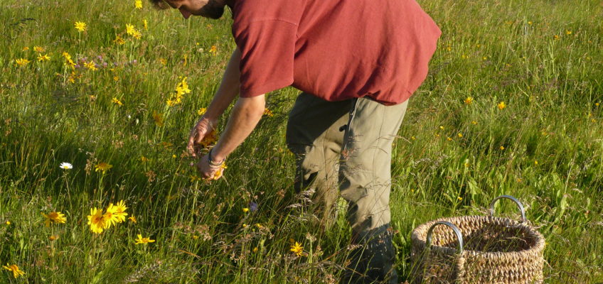 Common Edible Plants in the Wild
