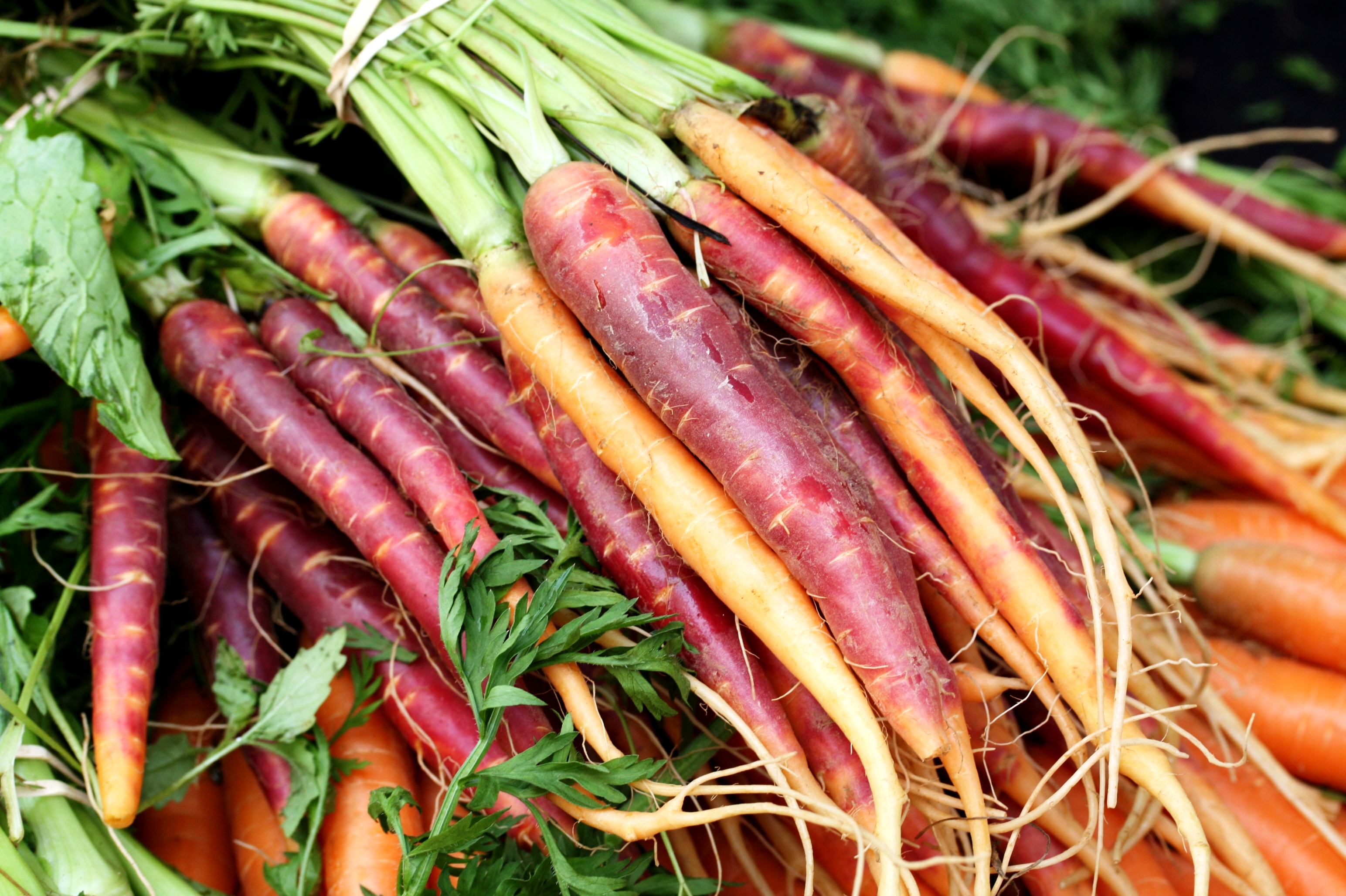 heirloom-carrots