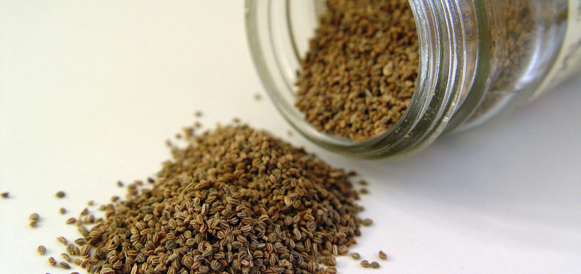 A Simple Guide to DIY Seed Vaults