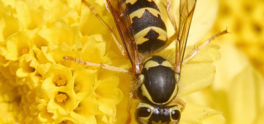 4 Ways to Keep Wasps Away