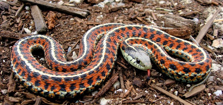 Snake Eaters – Survival Food