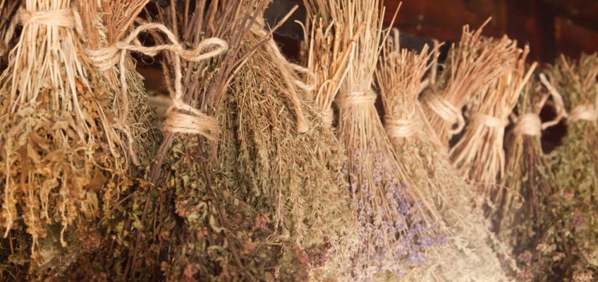 Best Herbs for First Aid