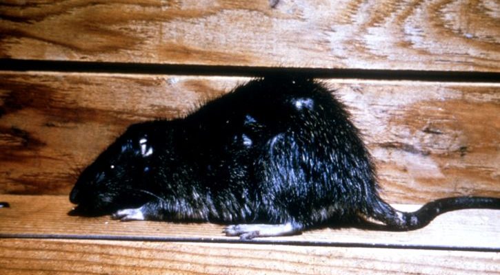 Keeping Pests Out of Your Survival Food