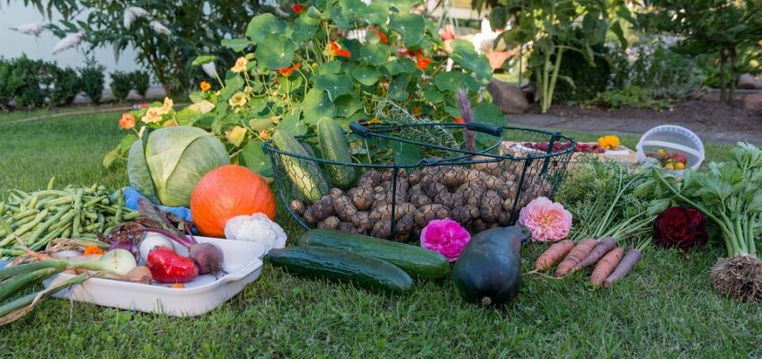 4 Tips to Get More Vegetables Out of Your Garden