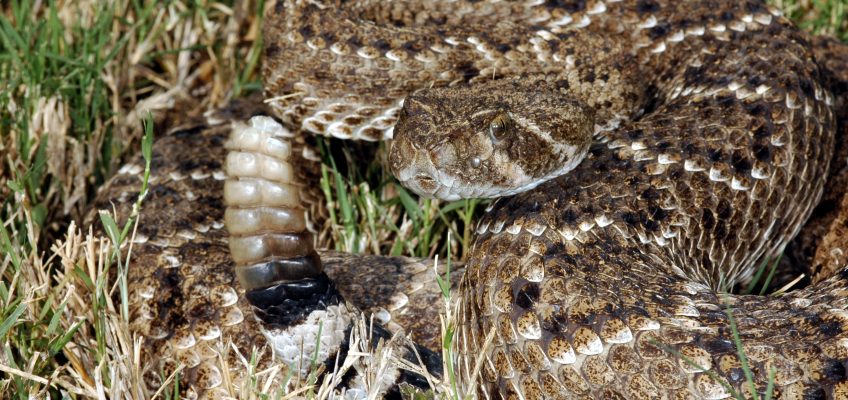 Distinguishing Between Safe and Dangerous Prey