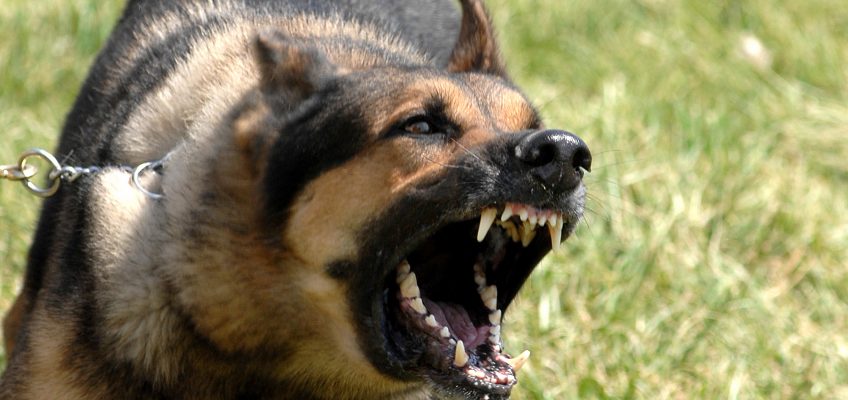 Avoiding and Surviving Animal Attacks