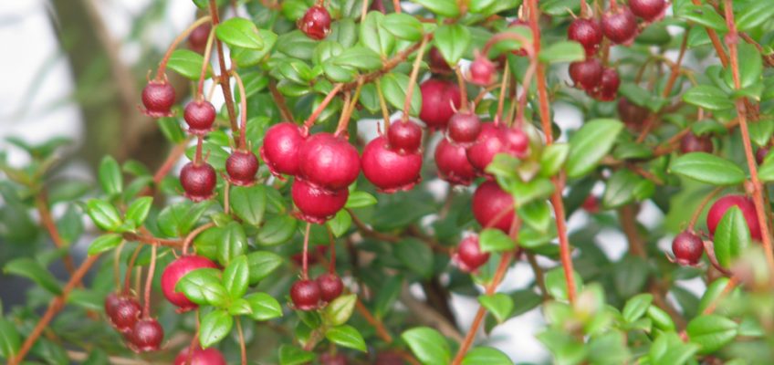 Universal Edibility Test