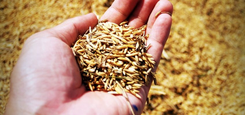 Best Food for Survival Storage