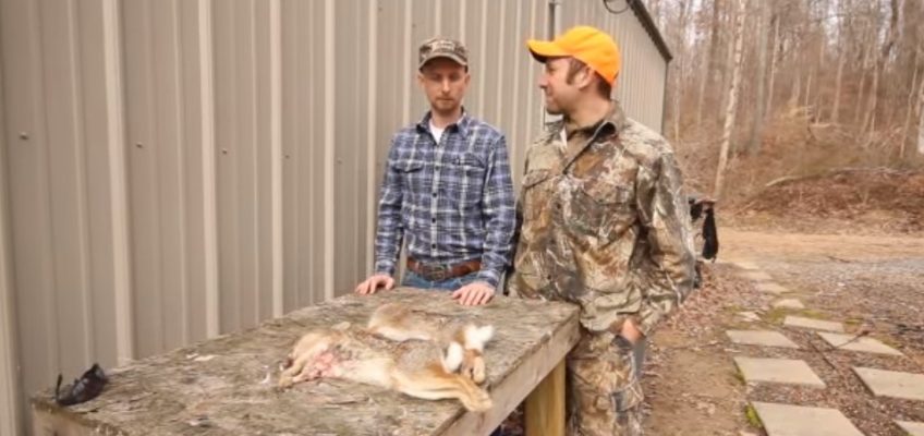 Video: How to Skin a Rabbit Without a Knife (WARNING: Graphic!)