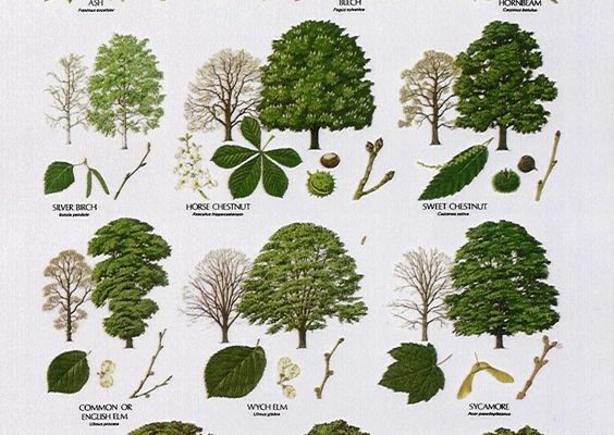 Tree Identification Guide