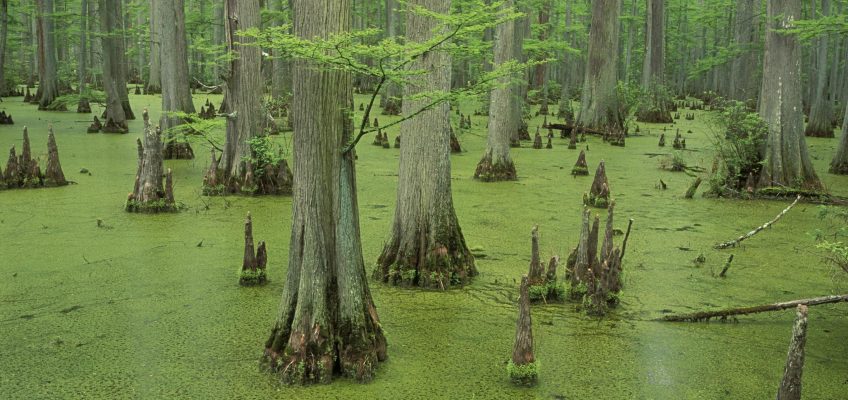 Swamp Survival Tips