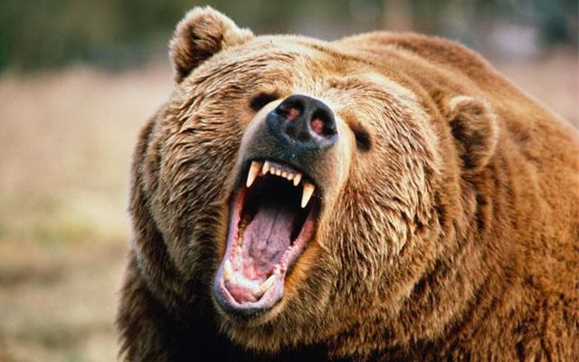 Safety in Bear Country