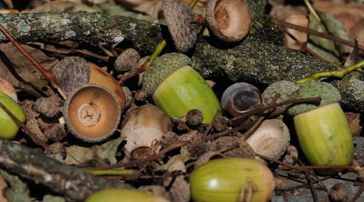 Acorns for Survival Food