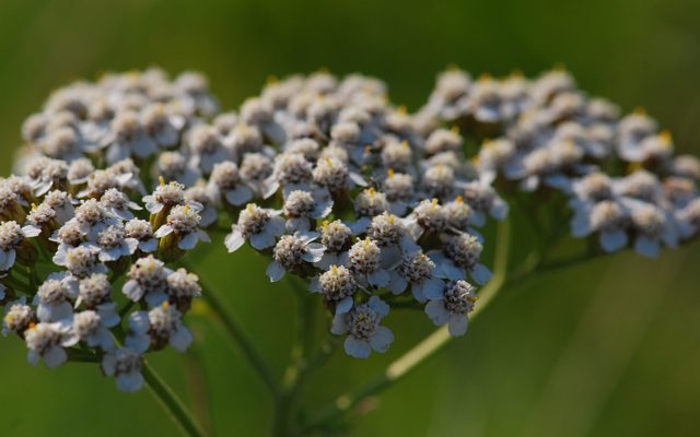 Wilderness First-Aid Plants