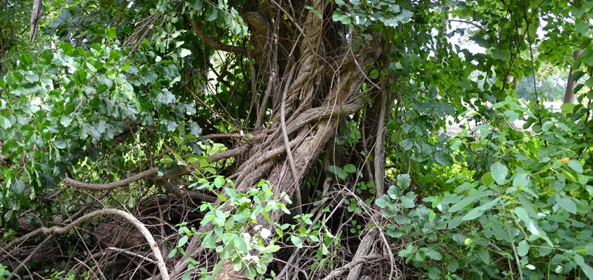 Getting Drinking Water from Vines