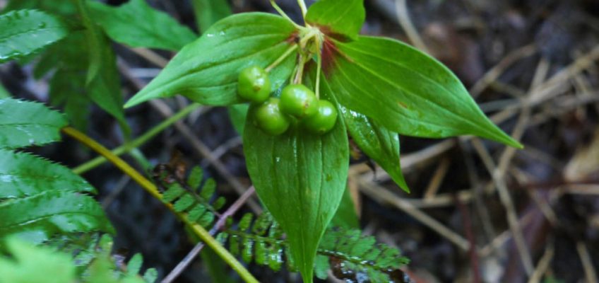 Indian Cucumber