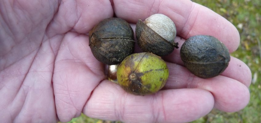 Pignut: Wilderness Survival Food