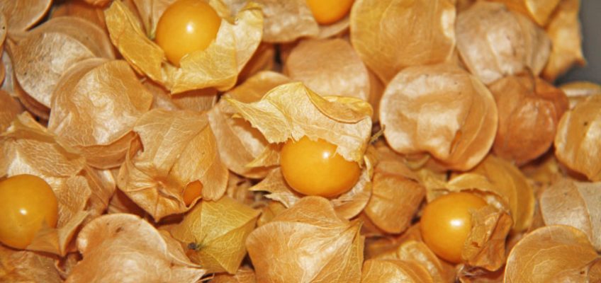 Ground Cherry
