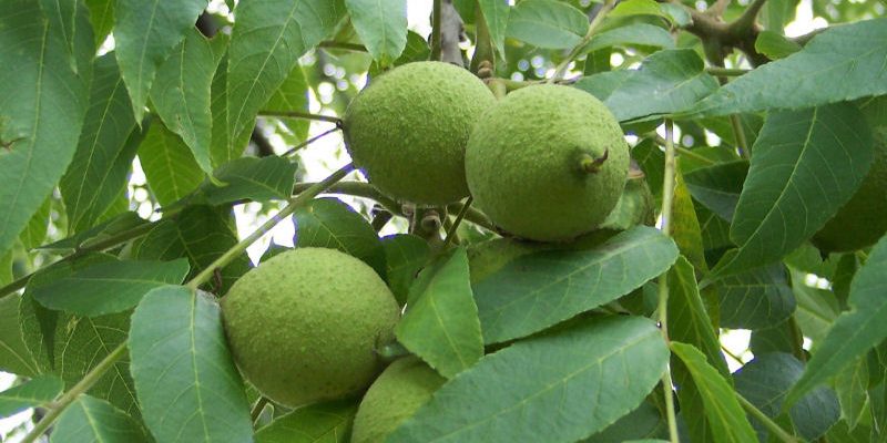Black Walnut