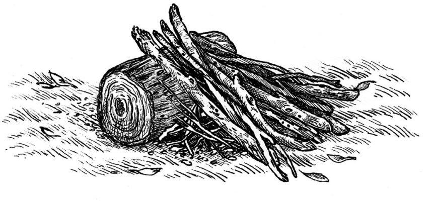 Lean-to Fire