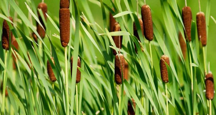 Cattails, the Survival Supermarket