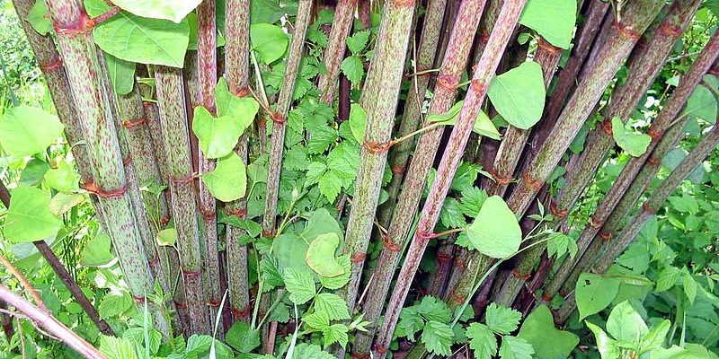 Japanese Knotweed