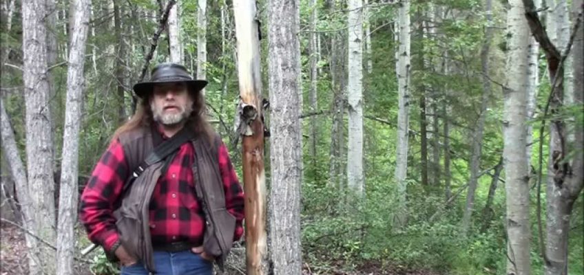 Felling a Tree With Only a Knife