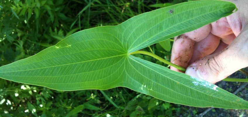 Broadleaf Arrowhead