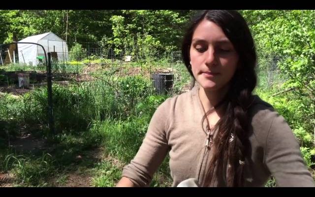 Hide Tanning (Video)