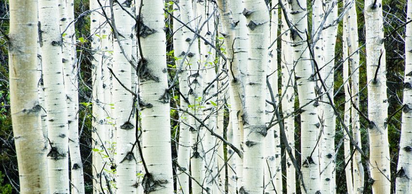 How White Birch Can Help You Survive