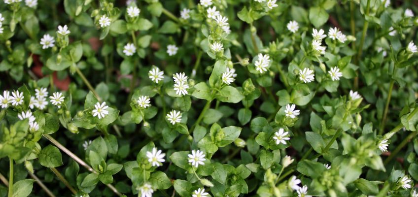 Chickweed