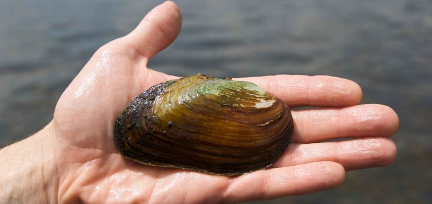 Freshwater Clams