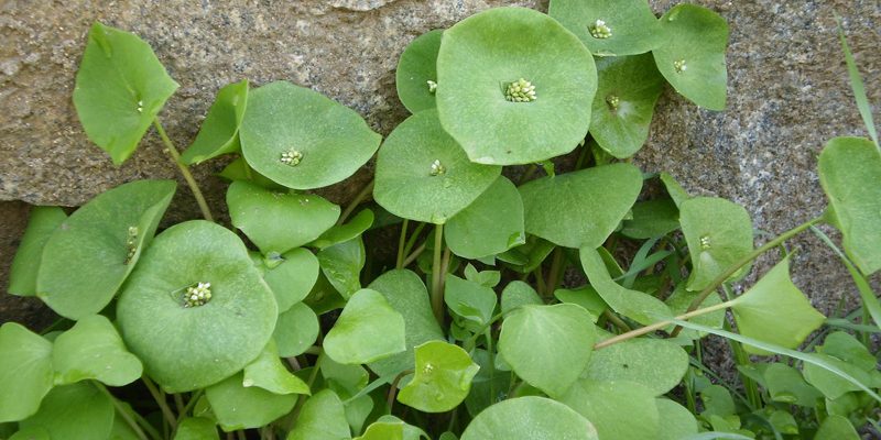 Miner’s Lettuce