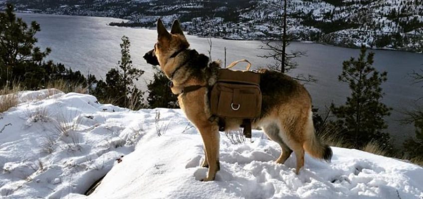 Bug-Out Gear for Your Dog