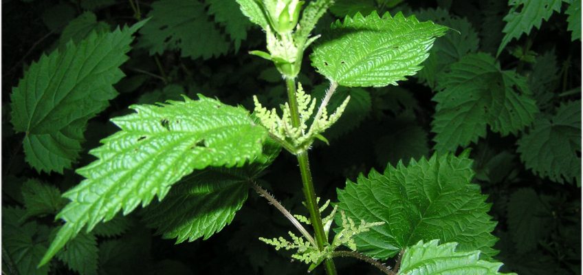 Stinging Nettle