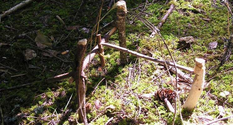Tips for Survival Trapping