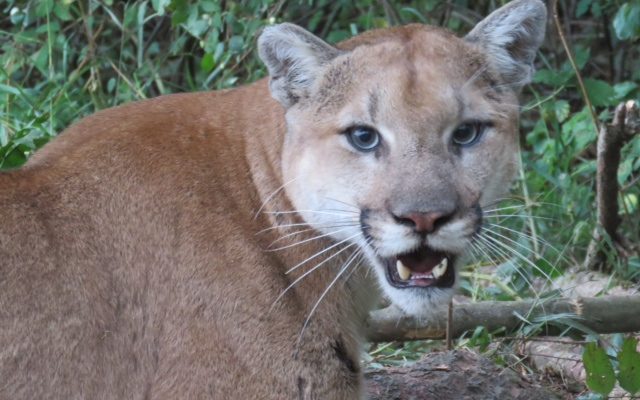 Learn the Animal Dangers in Your Area