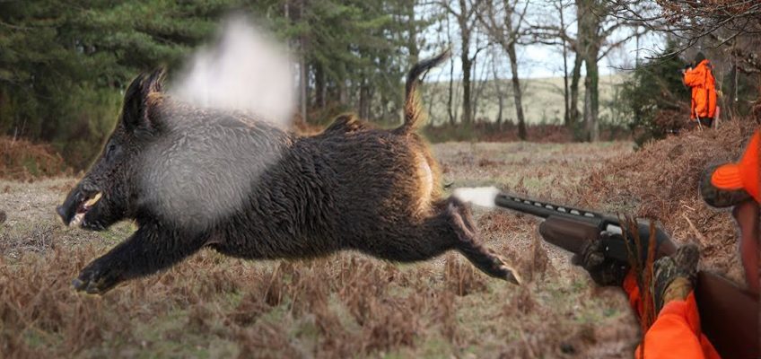 Top 10 Best Shots-Wild Boar Hunting (Video)