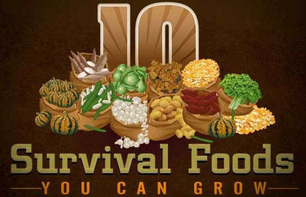 10 Foods You Should Be Growing Yourself (Infographic)