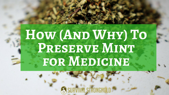 How (And Why) To Preserve Mint for Medicine