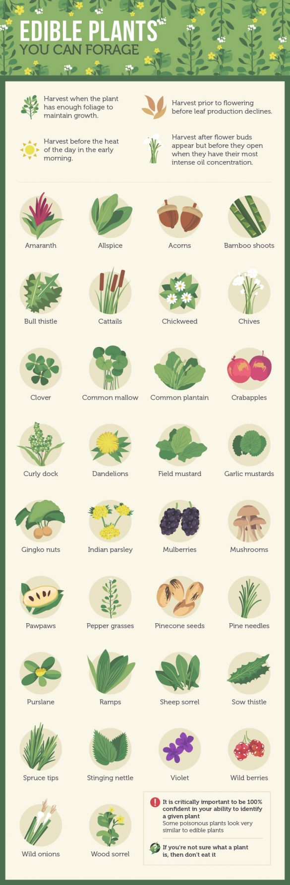 Urban Foraging A Guide Infographic Survival Stronghold