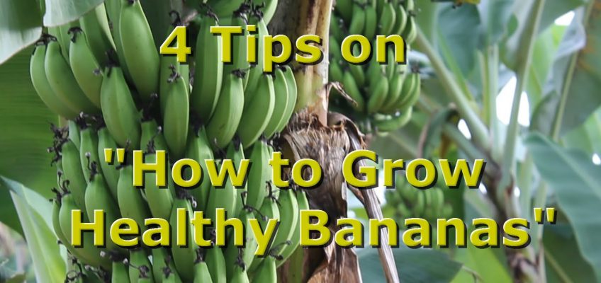 4 Tips on Growing Bananas (Video)