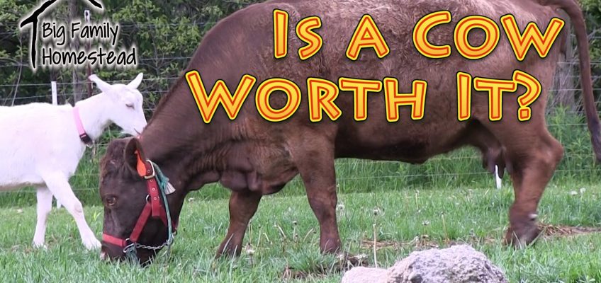 Is A Cow Worth It? (Video)