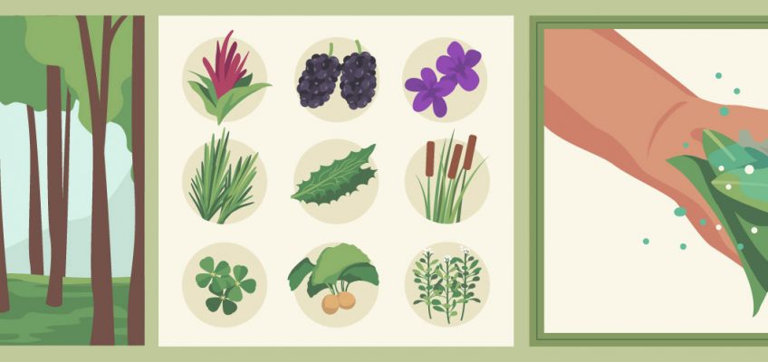 Urban Foraging: A Guide (Infographic)
