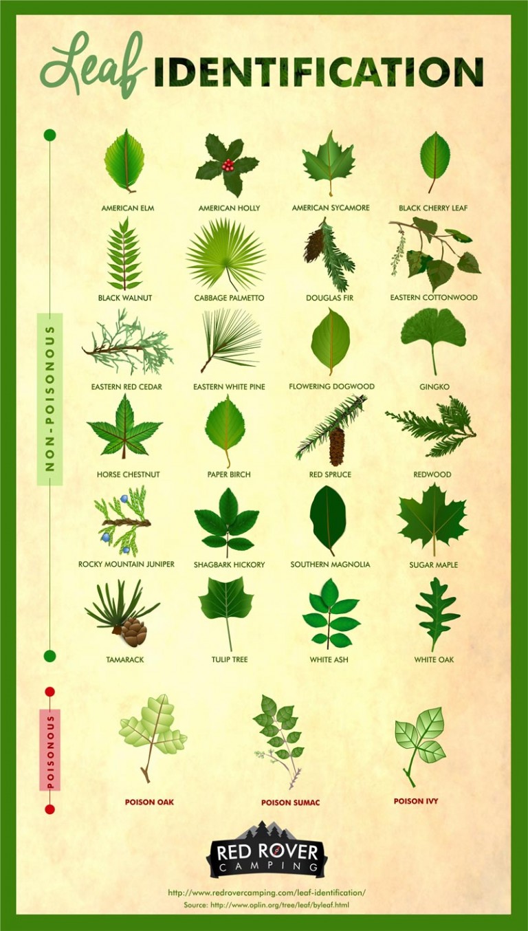 Leaf Identification (Infographic) – Survival Stronghold